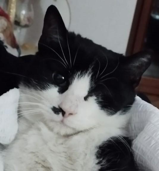 Fruttella, ipovedente a un occhietto Foto 4